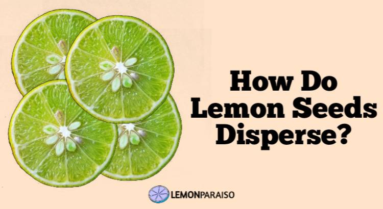 how do lemon seeds disperse
