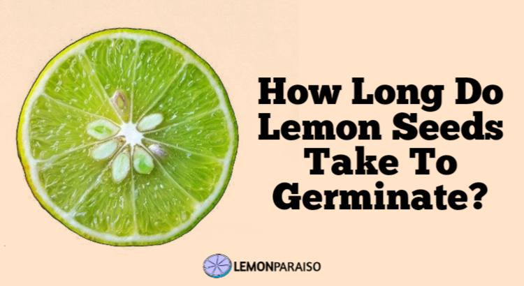How Long Do Lemon Seeds Take To Germinate?