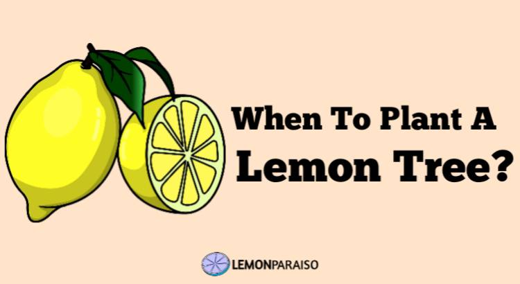 When To Plant A Lemon Tree?