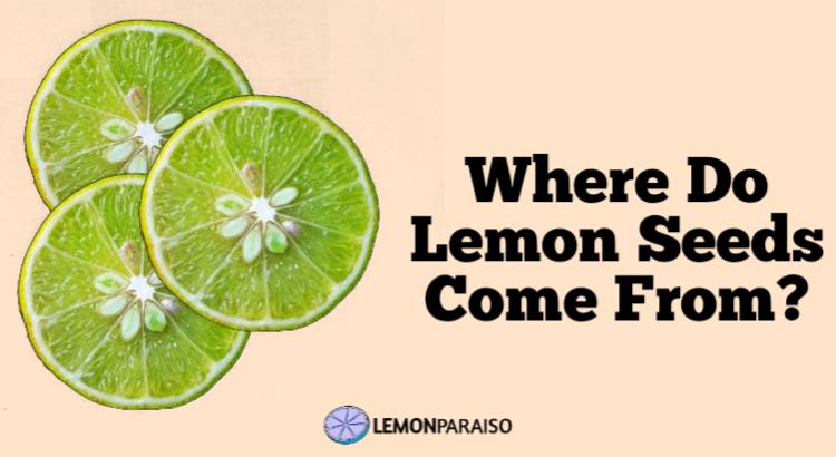 where do lemon seeds come from