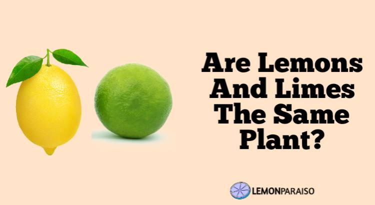 are lemons and limes the same plant