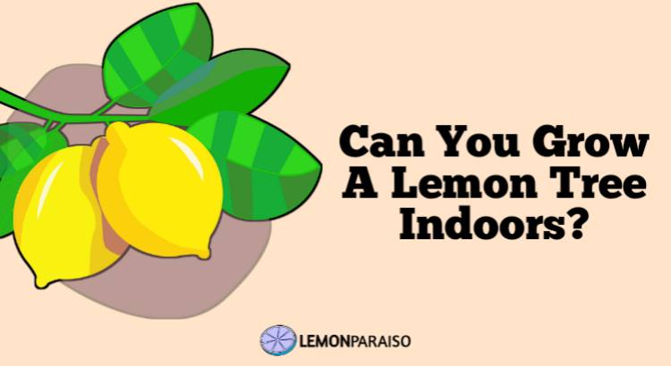 can you grow a lemon tree indoors