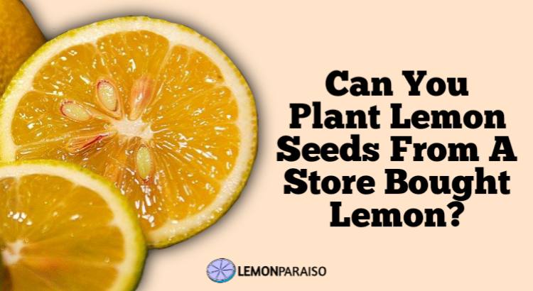 can you plant lemon seeds from a store bought lemon