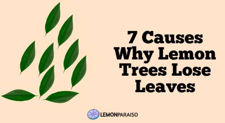 causes why lemon tree lose leaves