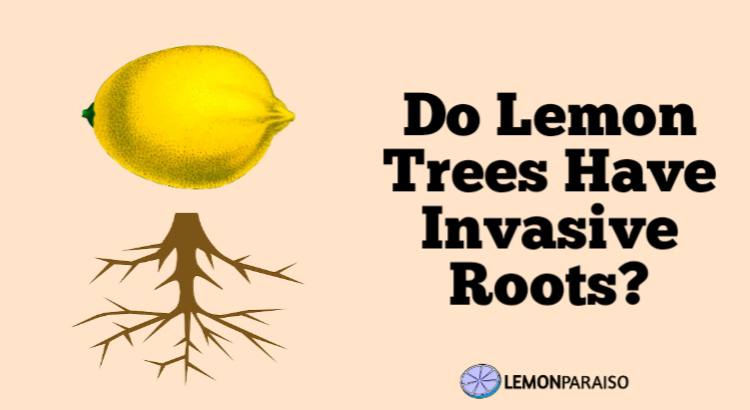 do lemon trees have invasive roots