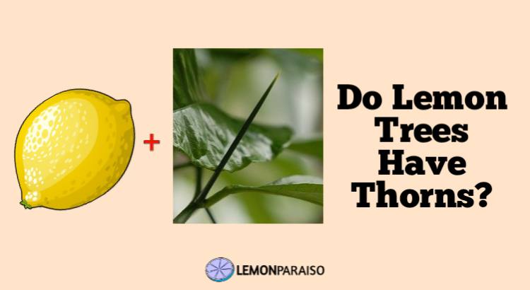 Do Lemon Trees Have Thorns?