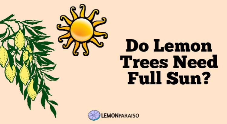 do lemon trees need full sun