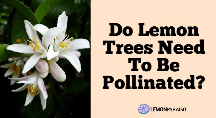 do lemon trees need to be pollinated