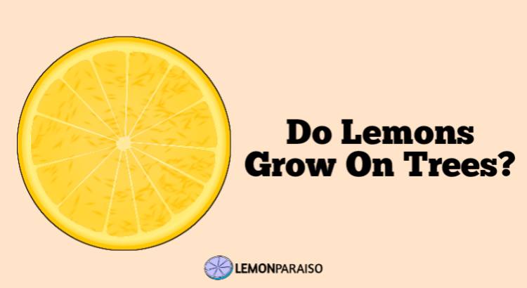 Do Lemons Grow On Trees?