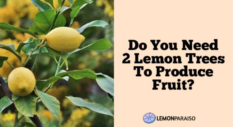 do you need 2 lemon trees to produce fruit