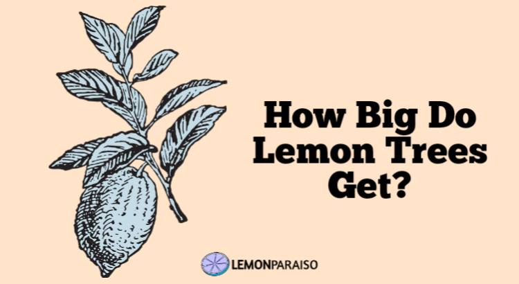 how big do lemon trees get