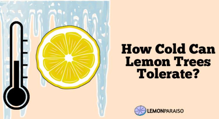 how cold can lemon trees tolerate