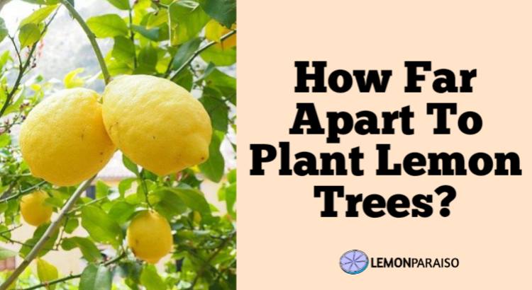 how far apart to plant lemon trees