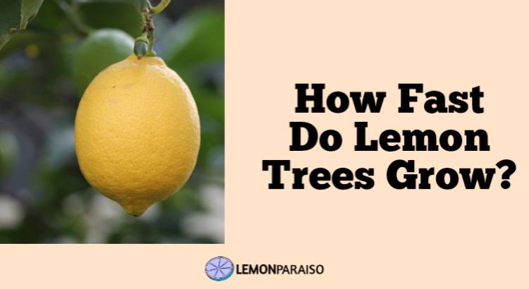 how fast do lemon trees grow