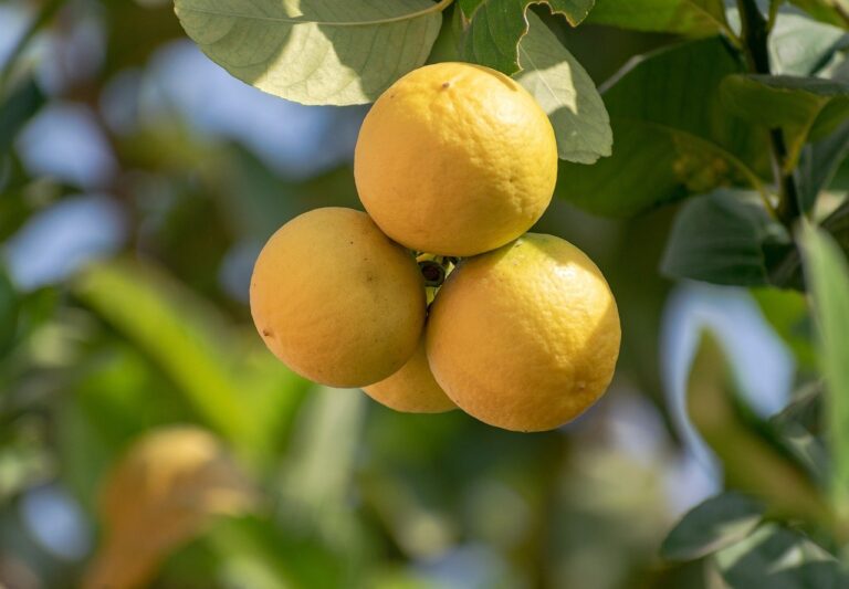 Lemon Tree Care: 10 Tips