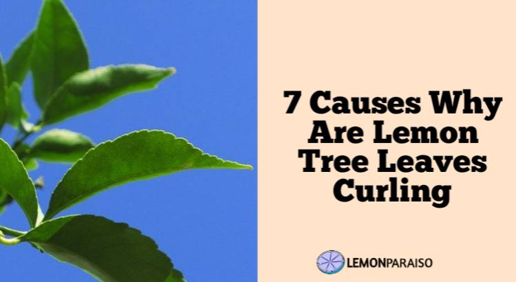 7 Causes Why Are Lemon Tree Leaves Curling