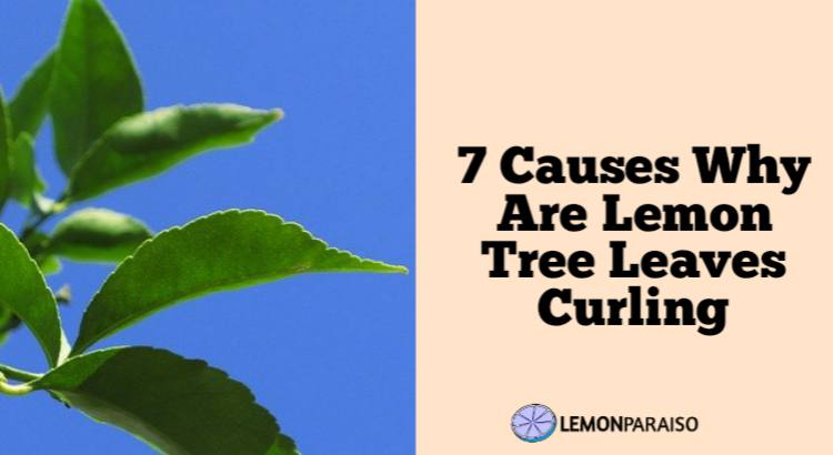 7 Causes Why Are Lemon Tree Leaves Curling Lemon Paraiso