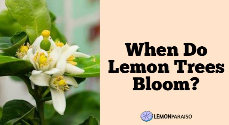when do lemon trees bloom