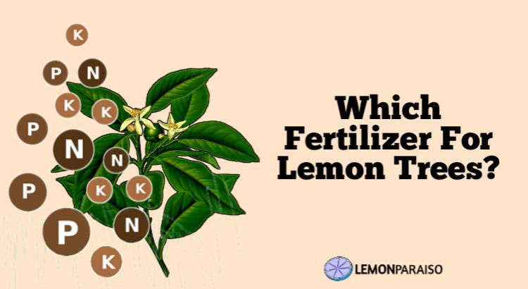 which fertilizer for lemon trees