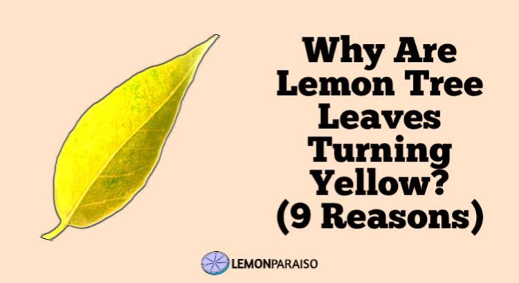 Why Are Lemon Tree Leaves Turning Yellow? (9 Reasons)