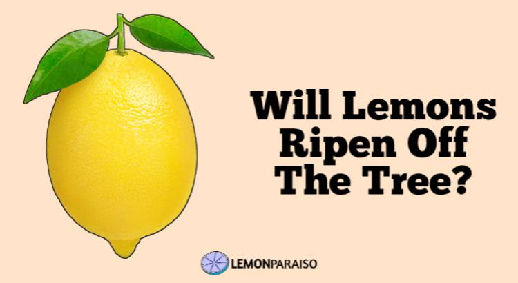 Will Lemons Ripen Off The Tree?