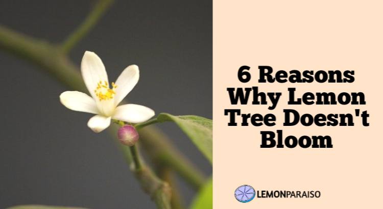 6 reasons why lemon tree does not bloom