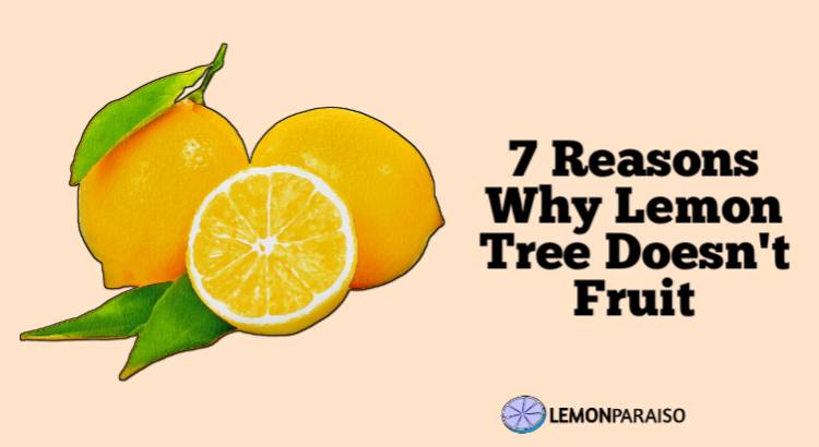 7 reasons why lemon tree does not fruit