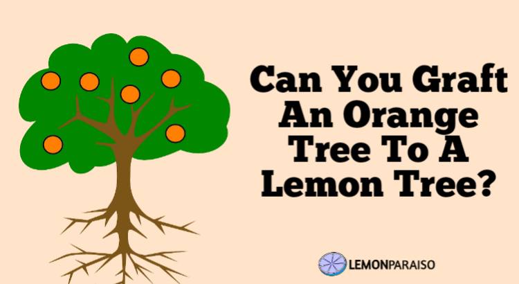 can you graft an orange tree to a lemon tree