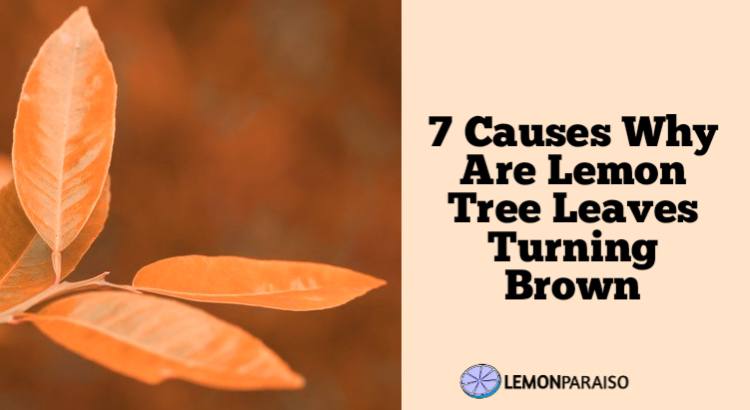 Lemon Tree Leaves Turning Brown: Causes And Prevention