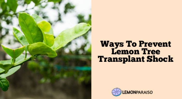 Ways To Prevent Lemon Tree Transplant Shock