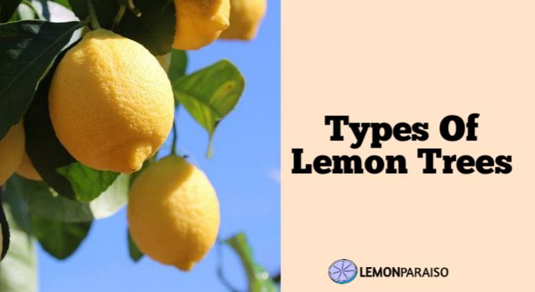 types of lemon trees