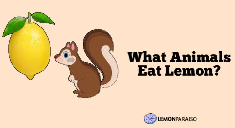 what animals eat lemon