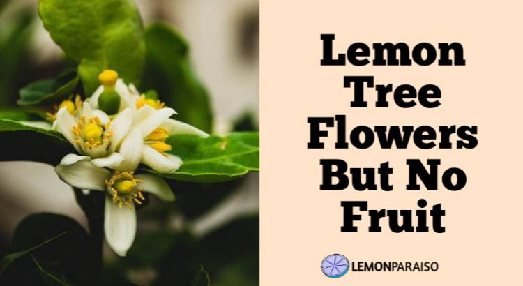 lemon tree flower