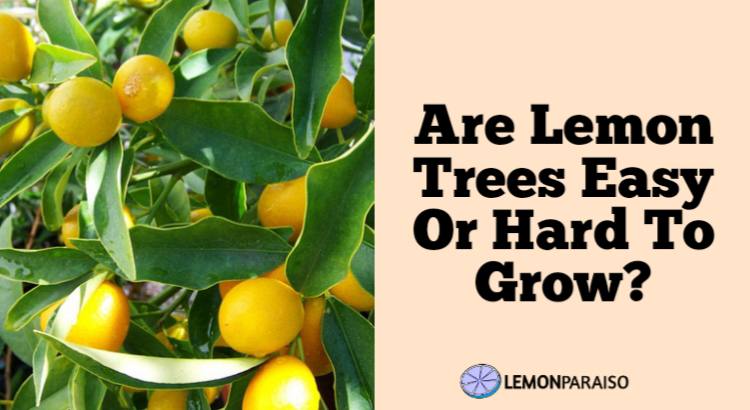 are lemon trees easy or hard to grow
