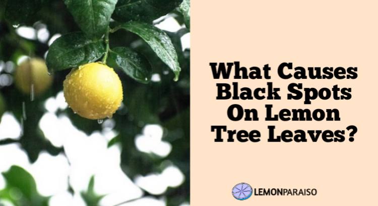 Black Spots On Lemon Tree Leaves