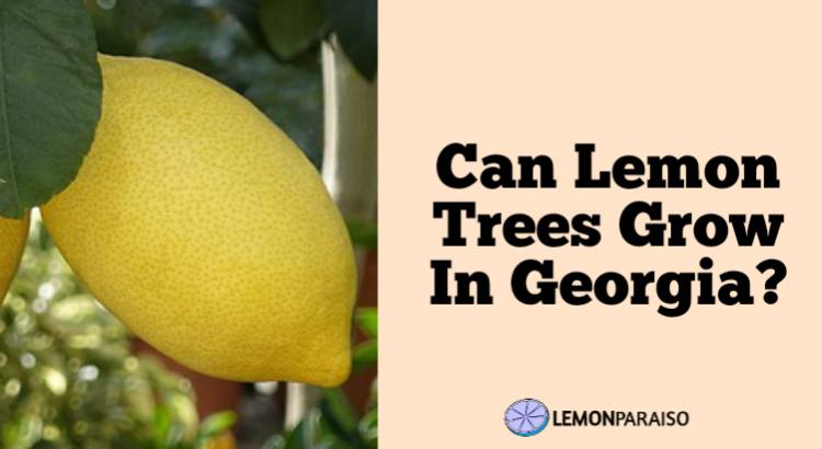can lemon trees grow in Georgia
