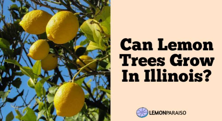 can lemon trees grow in Illinois