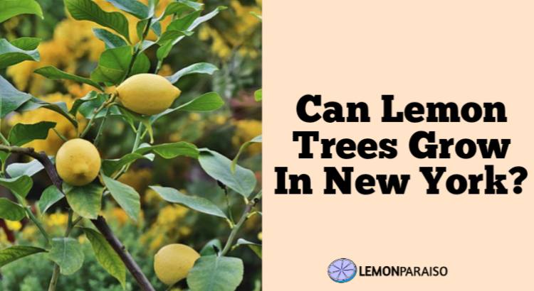 can lemon trees grow in New York
