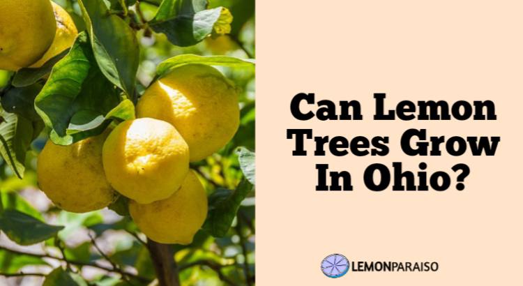 Can Lemon Trees Grow In Ohio?