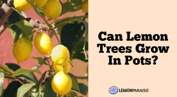 Can Lemon Trees Grow In Pots?