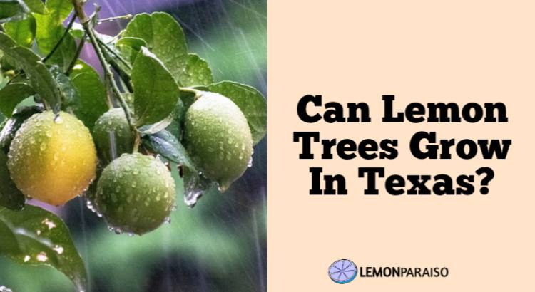 can lemon trees grow in Texas