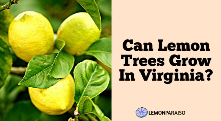 can lemon trees grow in Virginia