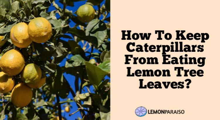 How to Keep Caterpillars From Eating Your Lemon Tree Leaves?