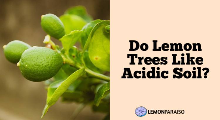 Do Lemon Trees Like Acidic Soil?