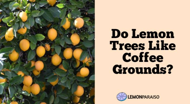Do Lemon Trees Like Coffee Grounds?