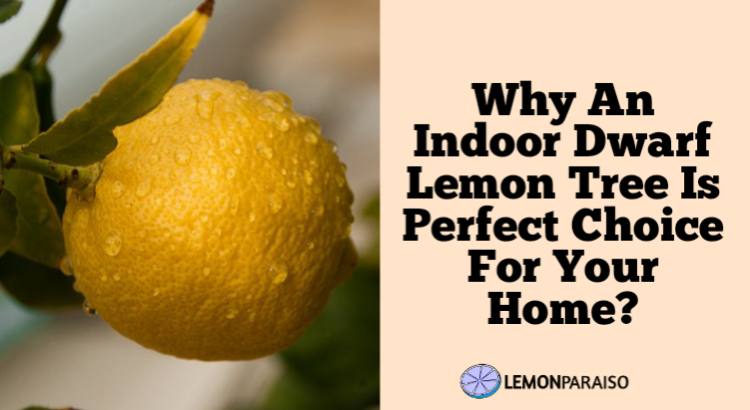 Indoor Dwarf Lemon Tree (Care Guide)