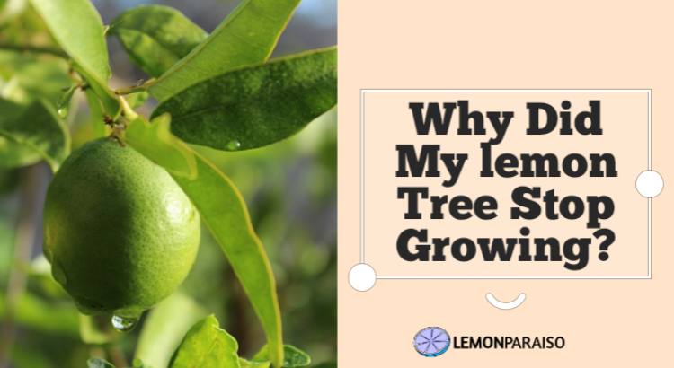 Why Did My Lemon Tree Stop Growing?