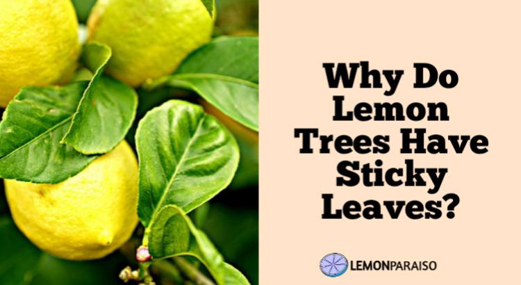 Why Do Lemon Trees Have Sticky Leaves?