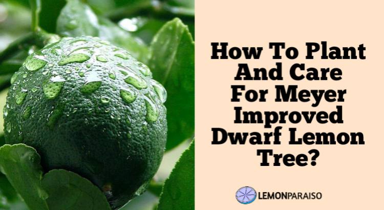 How to Plant And Care For Meyer Improved Dwarf Lemon Tree?