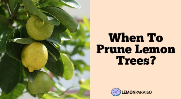 When To Prune Lemon Trees? (How Plus Few Tips)